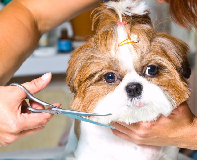 Giving a dog a 2024 haircut